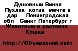 Душевный Винни-Пухлик, котик- мечта в дар! - Ленинградская обл., Санкт-Петербург г. Животные и растения » Кошки   